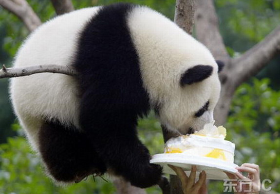Funny Panda Pictures-Images 2012 | Funny And Cute Animals