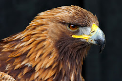 eagle golden bird birds facts majestic stare wildlife wow google deviantart runique side portrait wallpapers birls