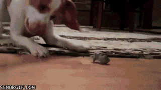 cachorro doido hiperativo