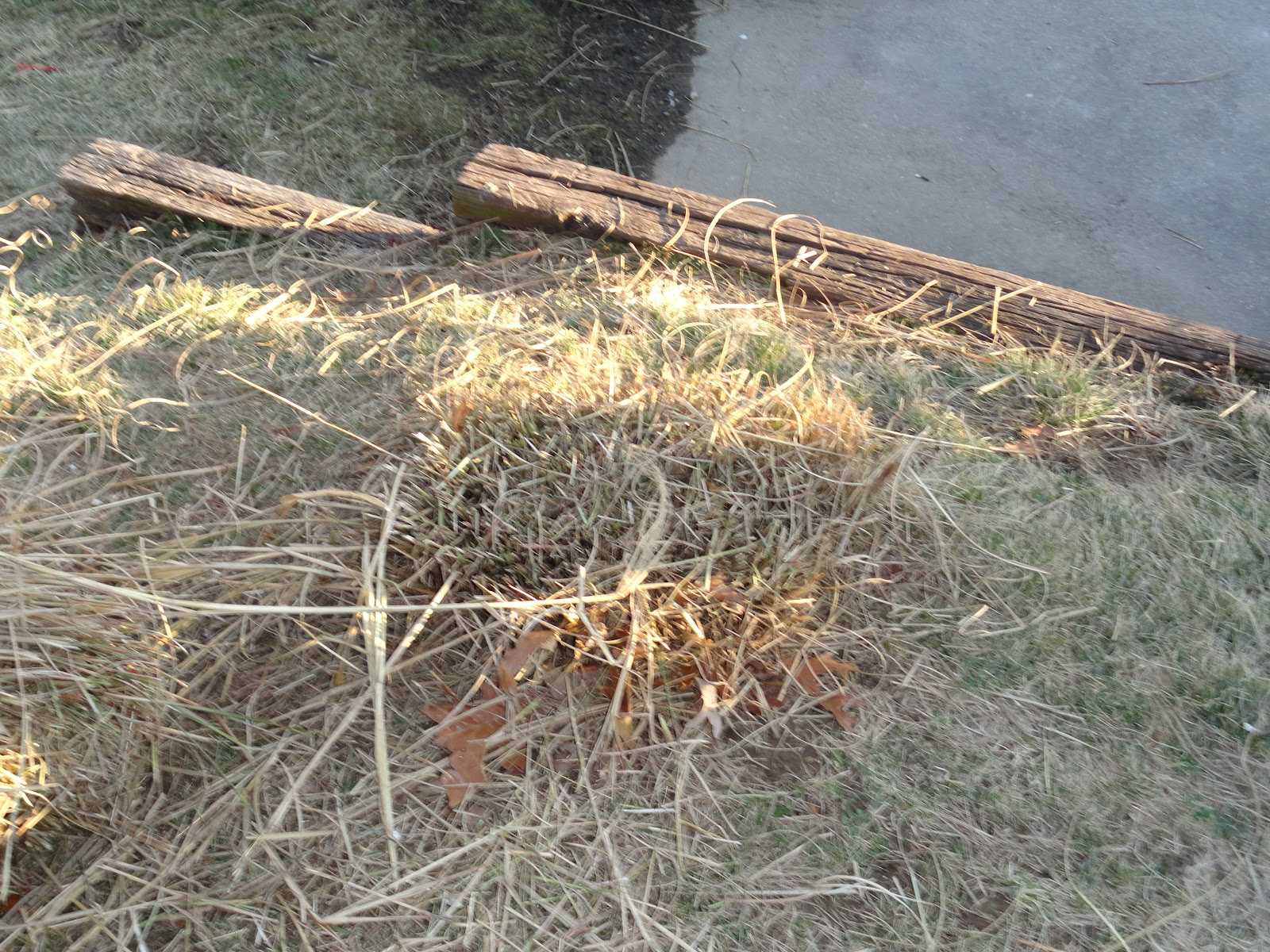 Baxter St. Gardener Cutting back the Pampas Grass for next summer's growth
