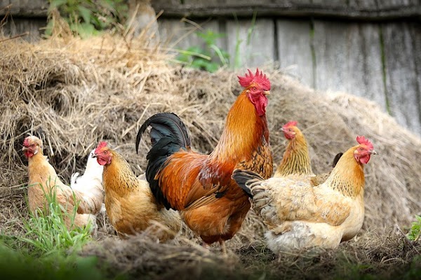 Cara Beternak Ayam Kampung Yang Cepat Berhasil, Gampang Dilakukan Cara Beternak Ayam Kampung Yang Cepat Berhasil, Gampang Dilakukan
