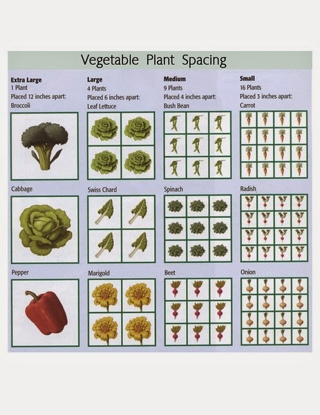 Barefoot In The Kitchen: Learning to Be a Gardener