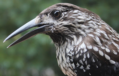 Pähkinähakki, Nucifraga caryocatactes, Spotted Nutcracker