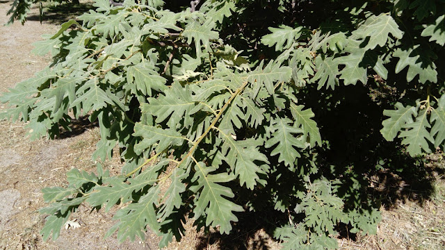 Quercus pyrenaica Willd. (melojo). Melojar (Sierra de Guadarrama).
