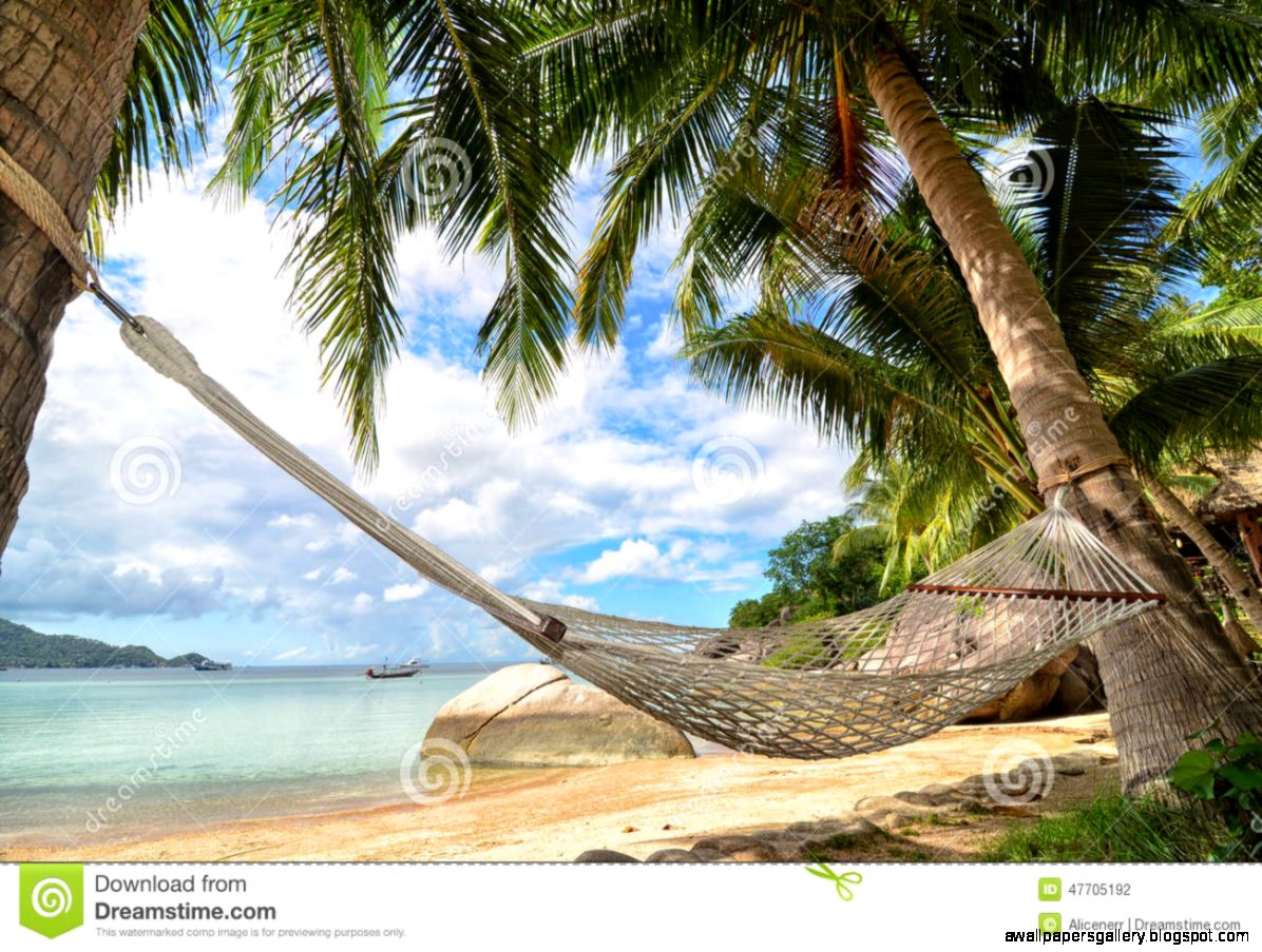 Tropical Beach Hammock Palm Trees