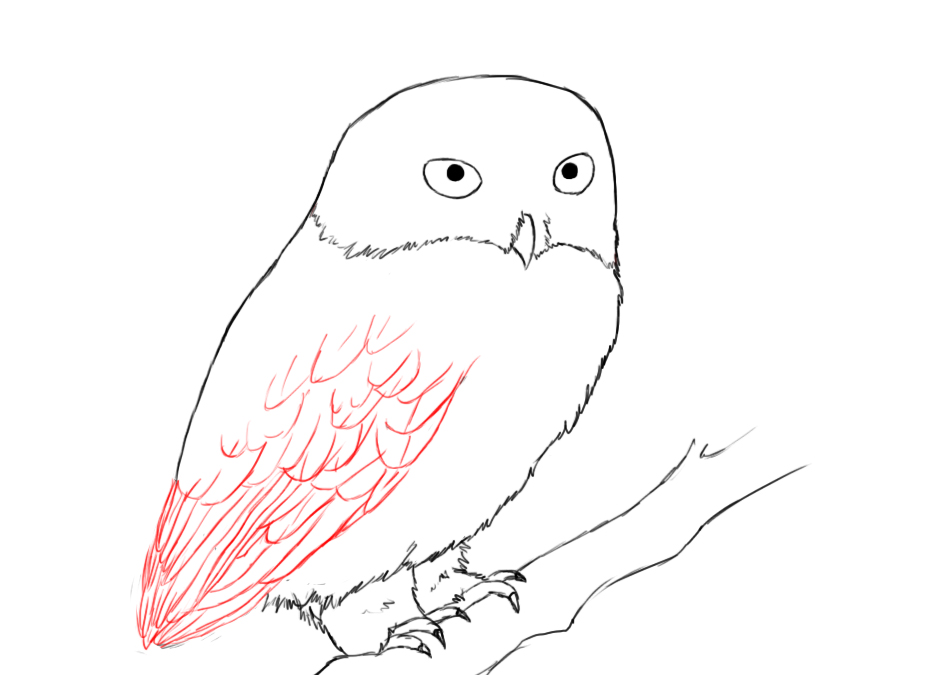 How To Draw An Owl Draw Central