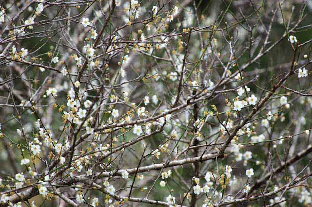 tree, branches, plum blossoms