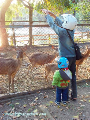 Rusa di Taman Wisata Bendung Lodoyo