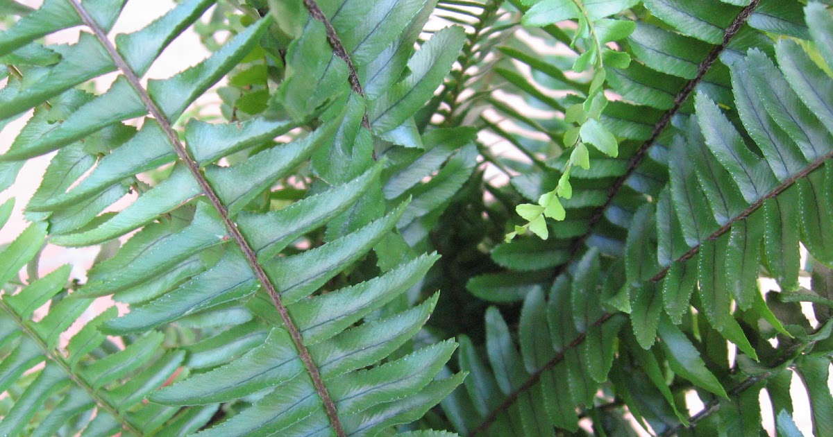 Baru 21+ Deskripsi Permukaan Atas Daun Suplir