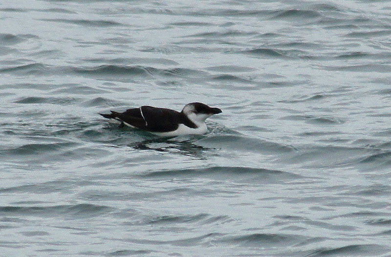 NO SIN MIS PRISMÁTICOS: ALCA COMÚN (Alca torda)