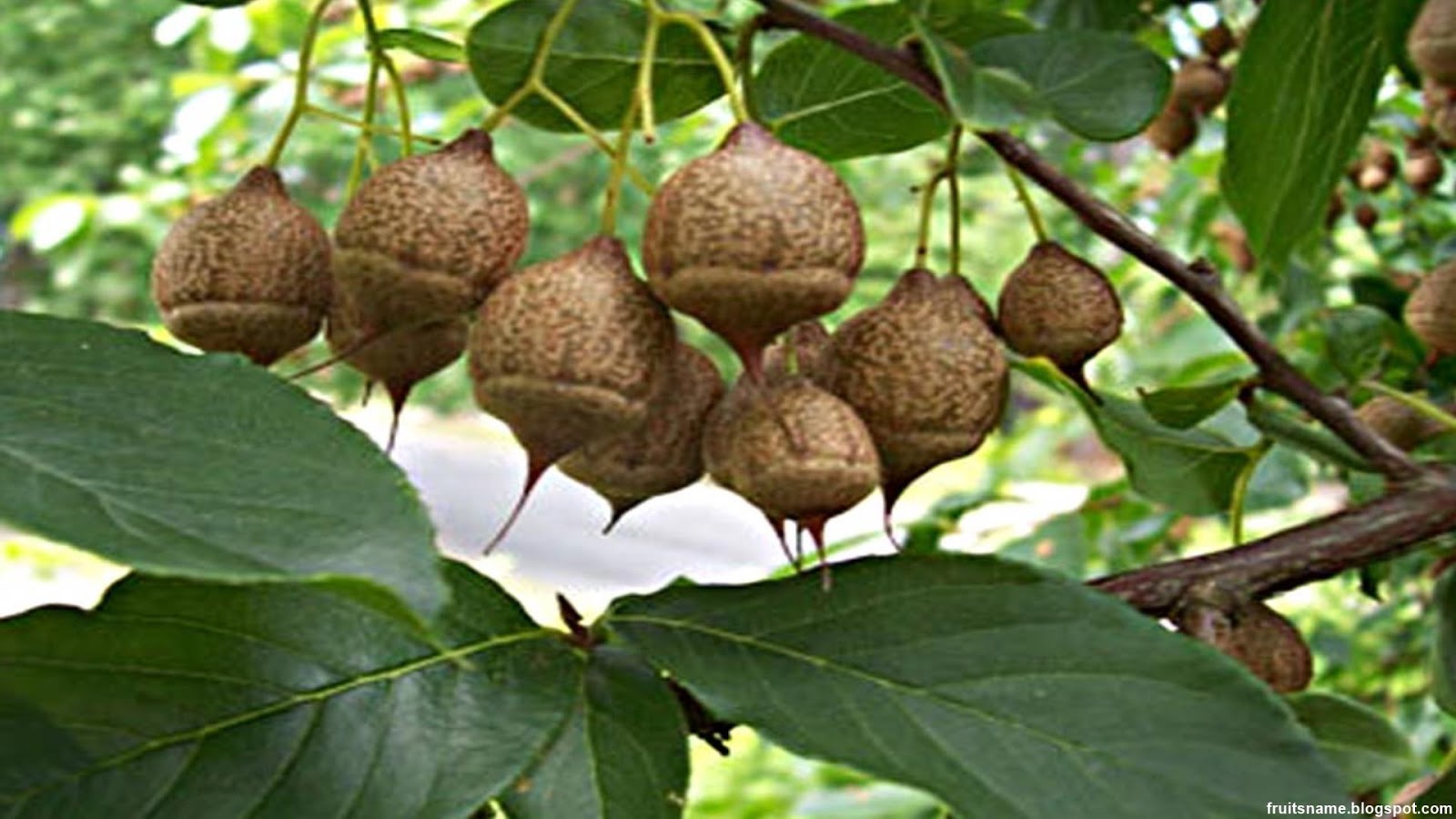 Fruits That Start With X