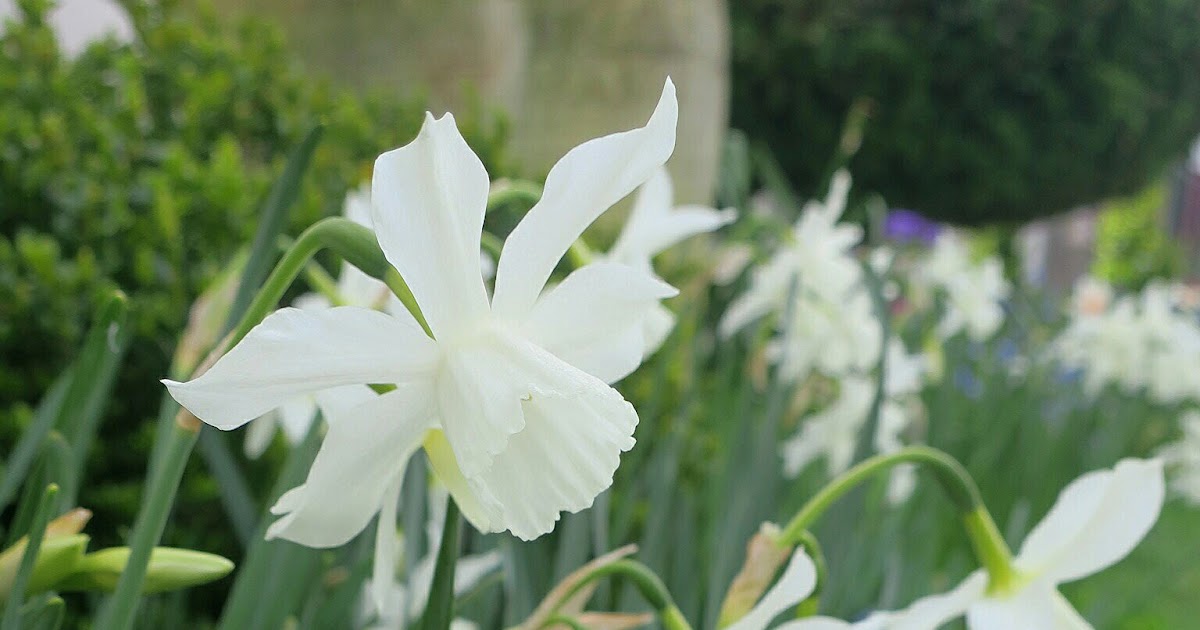 Chronica Domus What's Blooming Inside Drifts of Snowy Daffodils
