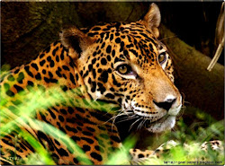 rainforest animal wallpapers amazing