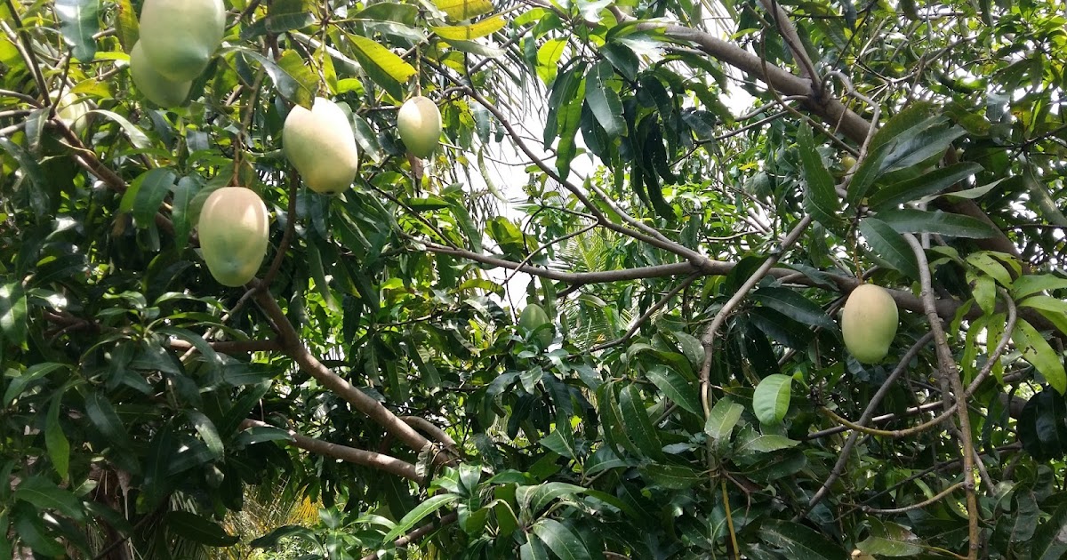 AGRI LANDS MANGO FARM FOR SALE NEAR RAJAPALAYAM, TAMILNADU