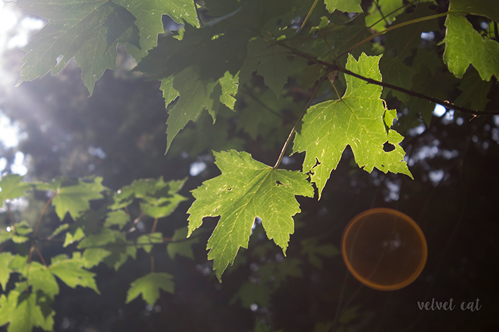 jardines botanicos fondos descargables