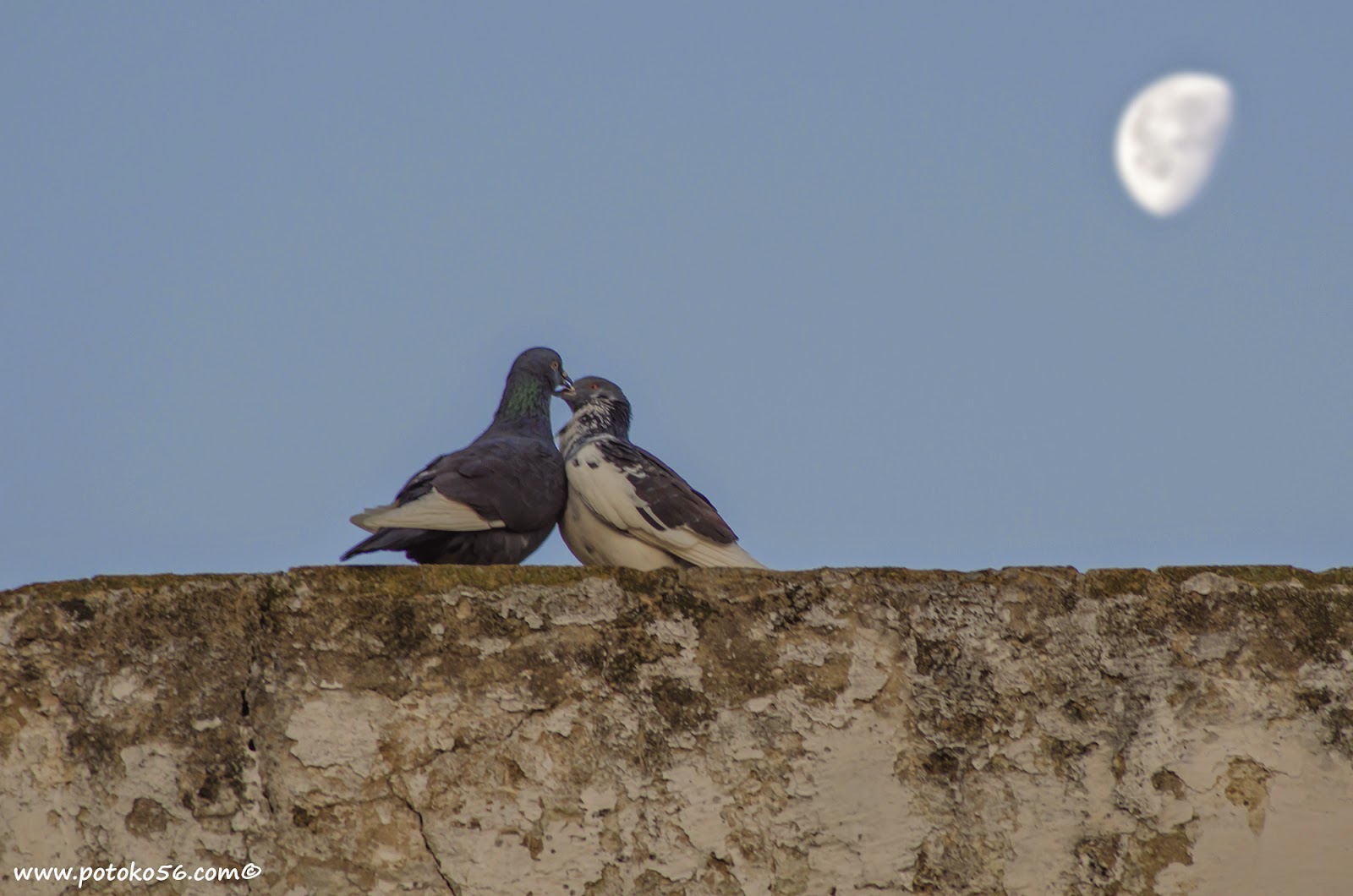 Una pareja de palomas se comen a besos en el Castillo de luna Rota