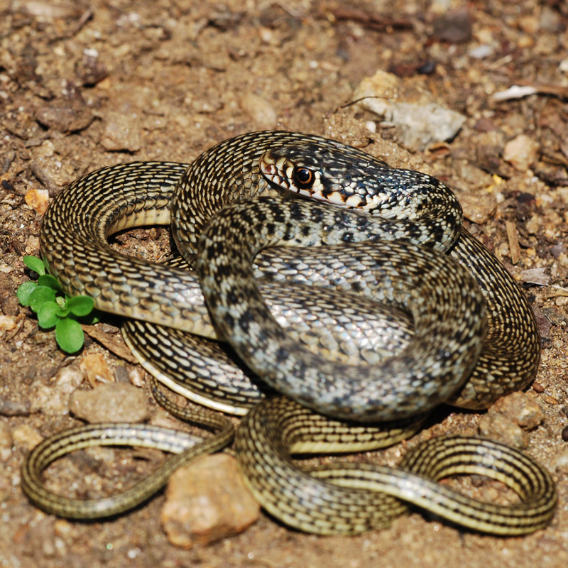 Yorkshire Field Herping and Wildlife Photography A Field Herping Trip