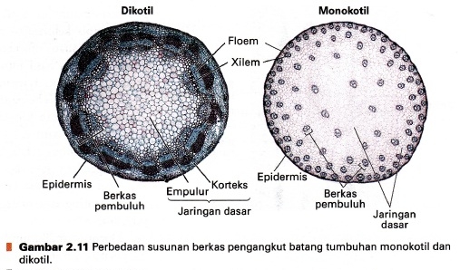Fungsi Jaringan Dasar Pada Batang Monokotil - Perumperindo.co.id
