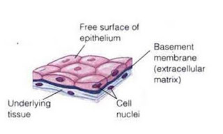 Jaringan Epitel Pipih selapis