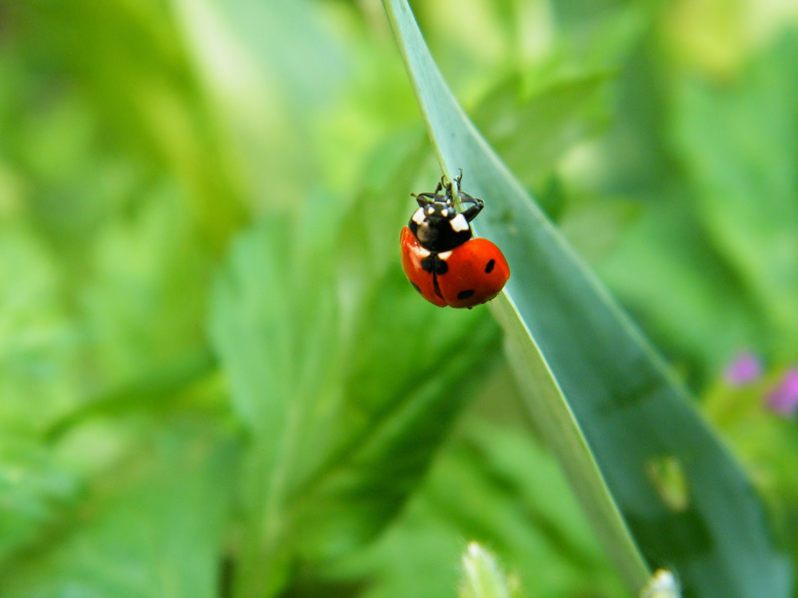 Cosa Fare Quando Si Trova Una Coccinella