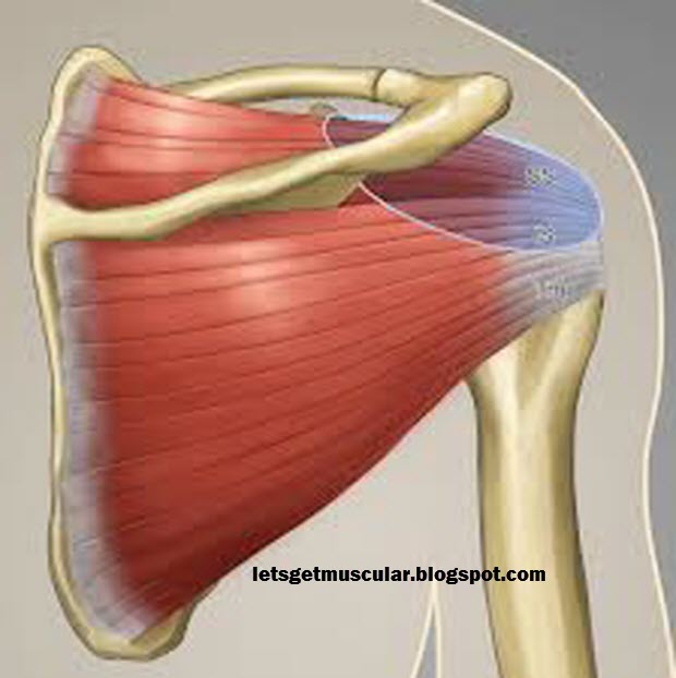 Letsgetmuscular.blogspot.com: The Anatomy of the Shoulder