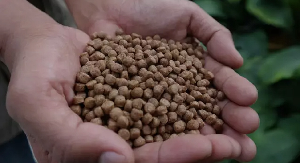 Making the Best Catfish Feed Composition with Suitable Ingredient