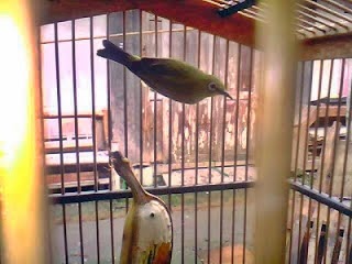 Membedakan Pleci Jantan dan Betina - Ocehan Kenari