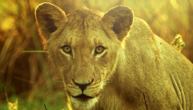 Nat Geo Wild’s six-part series, Africa’s Wild Kingdom Reborn, features