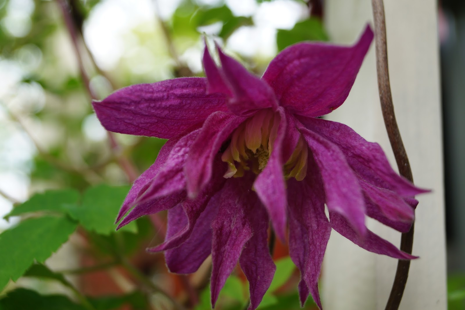 Lillians hage Nydelig fylt rosa alpeklematis Clematis alpina Pink Flamingo