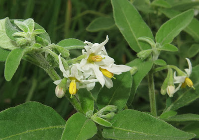 Flores blancas de hierba mora (Solanum nigrum)