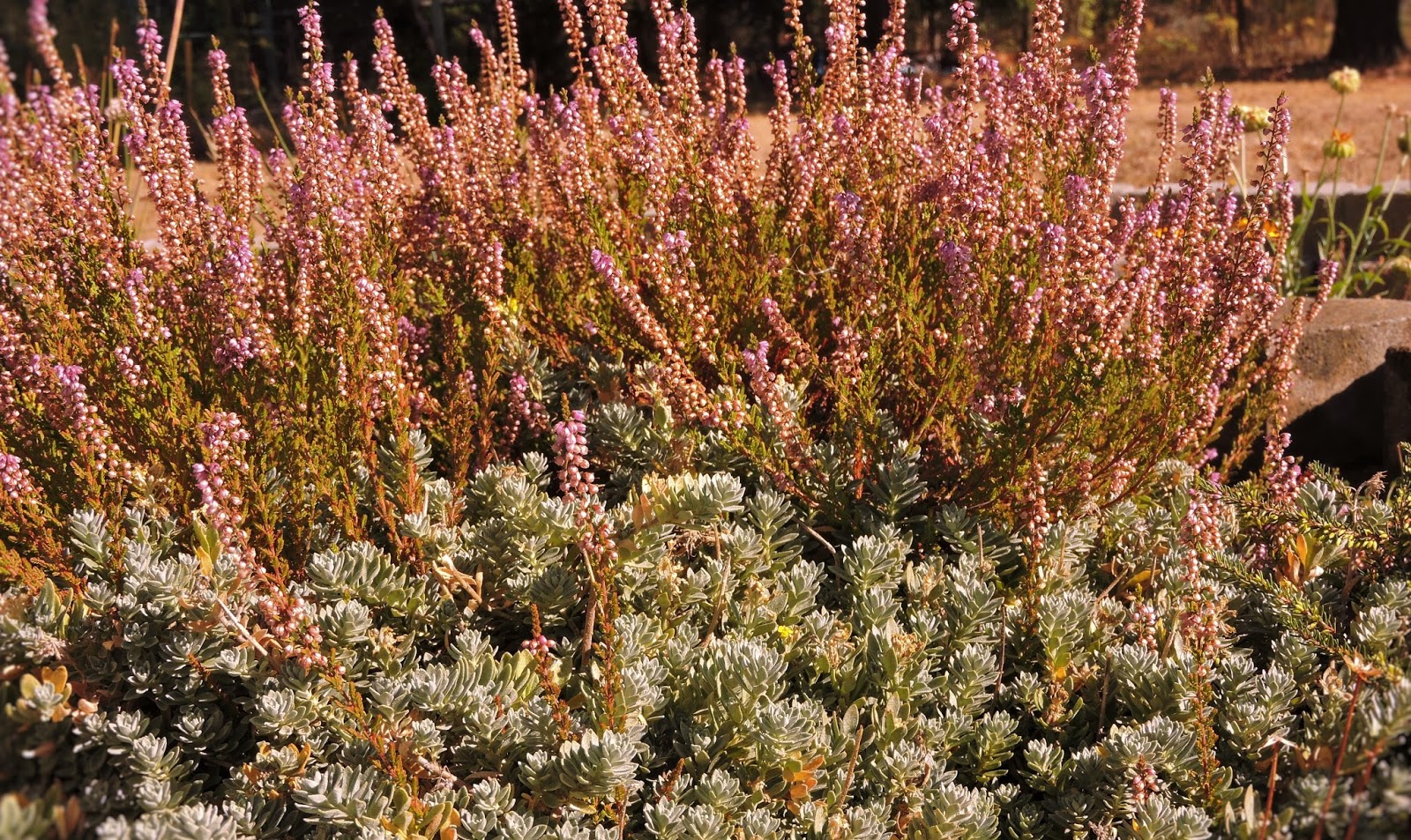 Three Dogs In A Garden 10 Favourite Shrubs