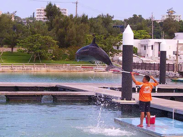 dolphin jumping, trainer