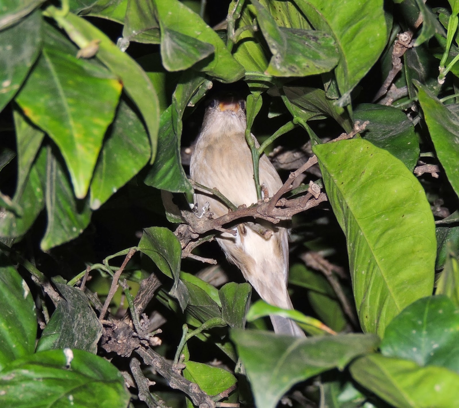 PASSER HISPANIOLENSIS