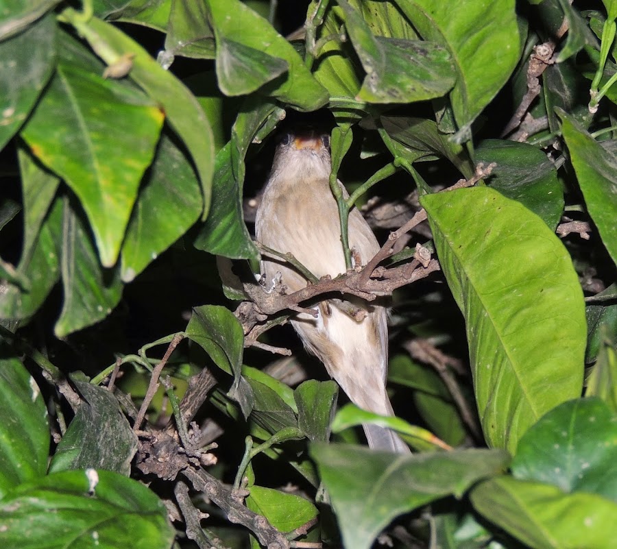 PASSER HISPANIOLENSIS