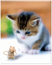 Image Result For Gambar Kucing Lucu Imut Kumpulan Gambar Animasi Bergerak Gif Image Result For Gambar Kucing Lucu Imut Kumpulan Gambar Animasi Bergerak Gif