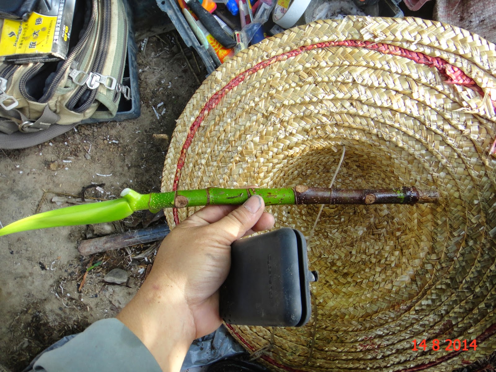 Experimental Farming: Marcotting / Air Layering Breadfruit Tree.