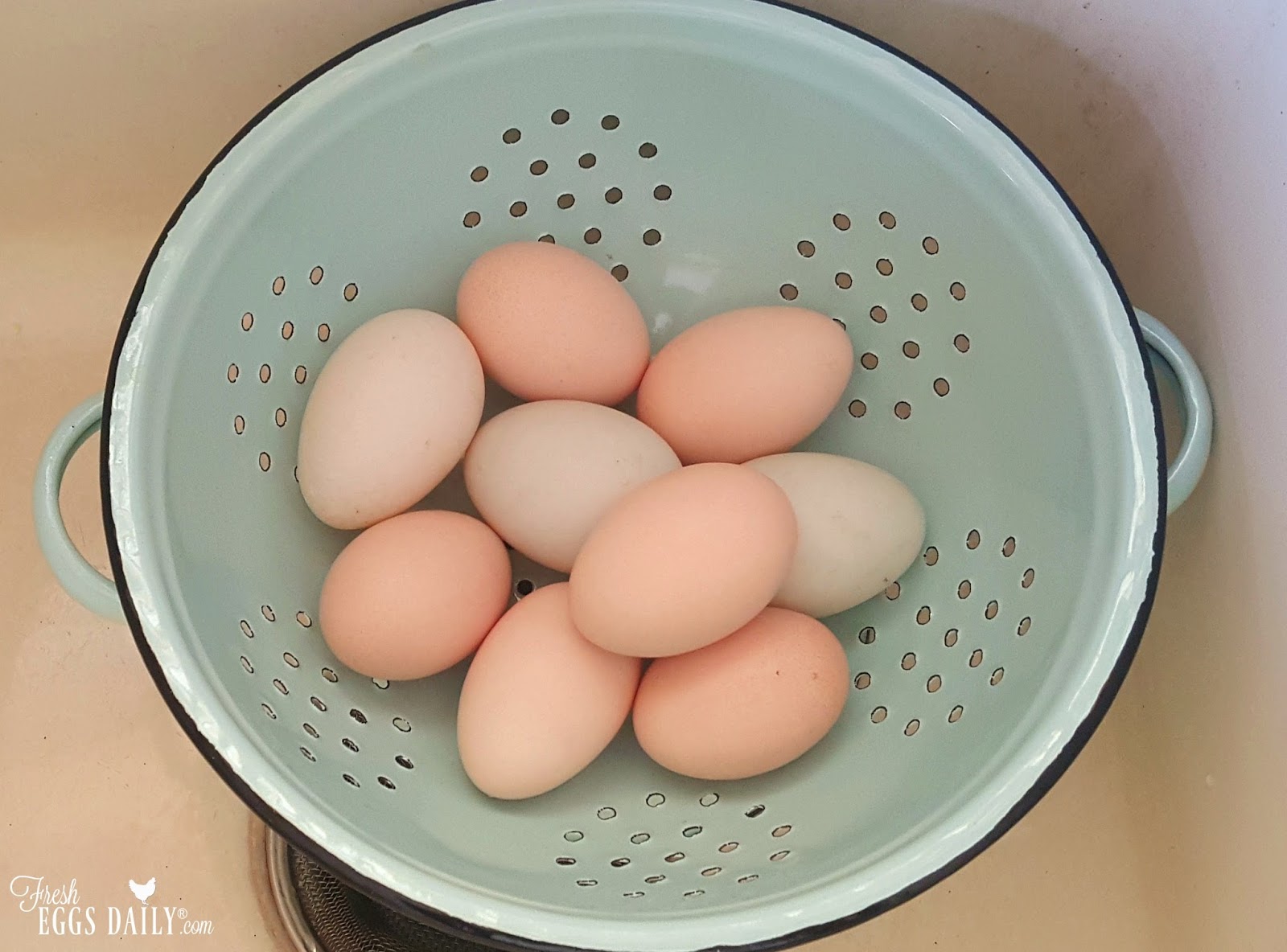 Should I Wash My Chicken Eggs Fresh Eggs Daily