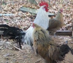 Phoenix chicken, Silver laced wyandotte, golden laced, Mammoth donkey, nanny boer goat, farm life pictures, tufted duck, Rhode Island Red, 