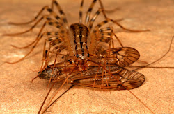 centipedes giant bugs