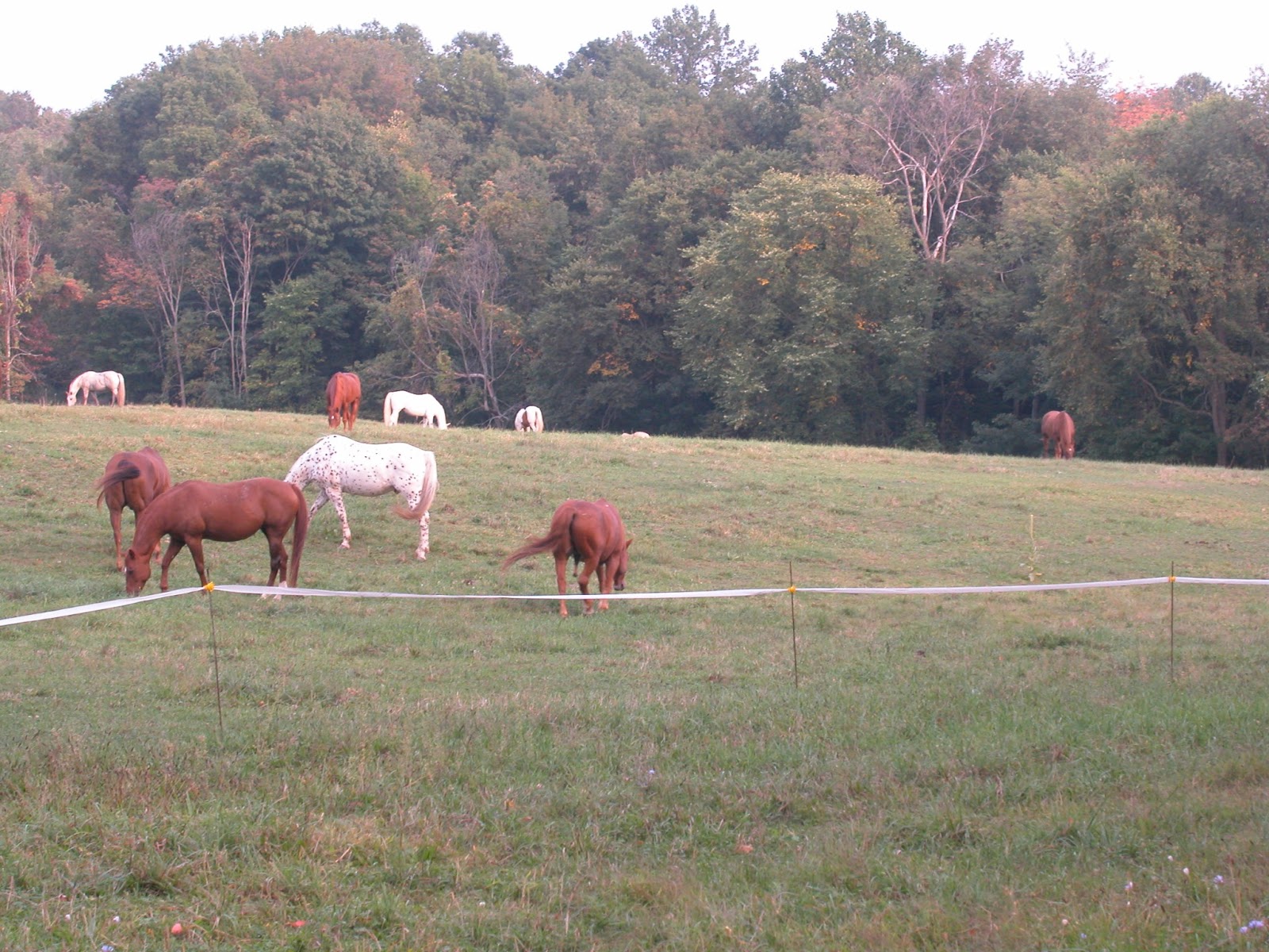 Horse Journal Roseland Ranch Herd 2003