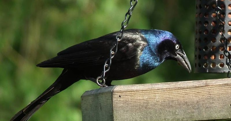 DIY Upside Down Suet Feeder | Nature Notes Blog