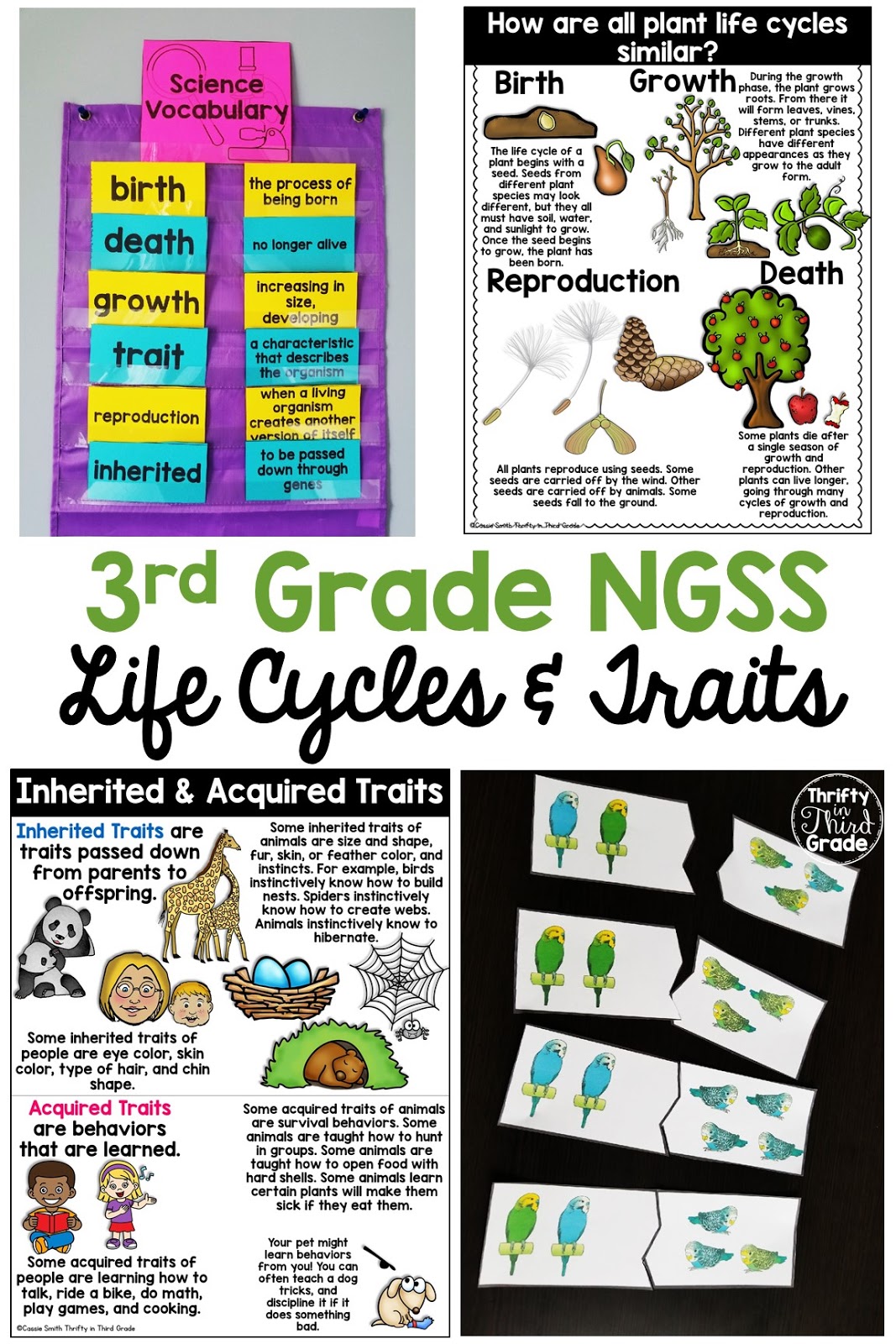 Inheritance and Variations of Traits: Life Cycles and Traits 3rd Grade