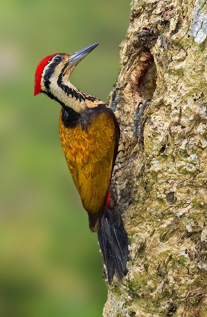 Common Flameback Woodpecker Nesting Behaviour