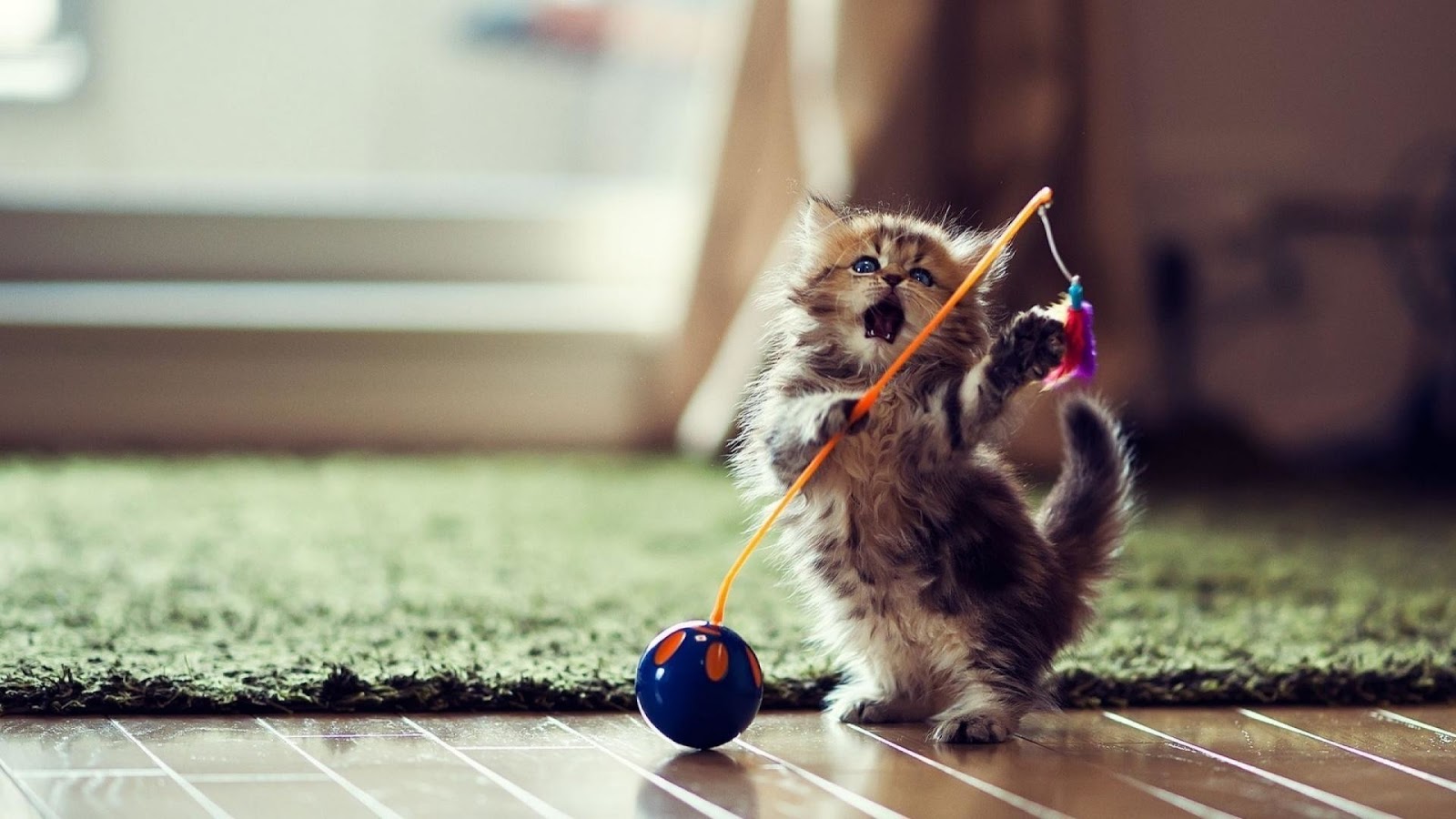 Funny Cat Wallpapers For Computer Www Bilderbeste Com