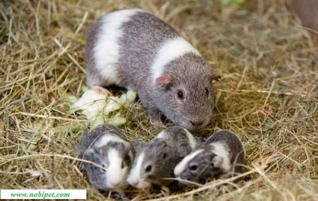 Trang trại Bán Sỉ Bọ Ú – Guinea Pig - Chuột Lang trang-trai-ban-si-bo-u-guinea-pig-chuot-lang-gia-re-3