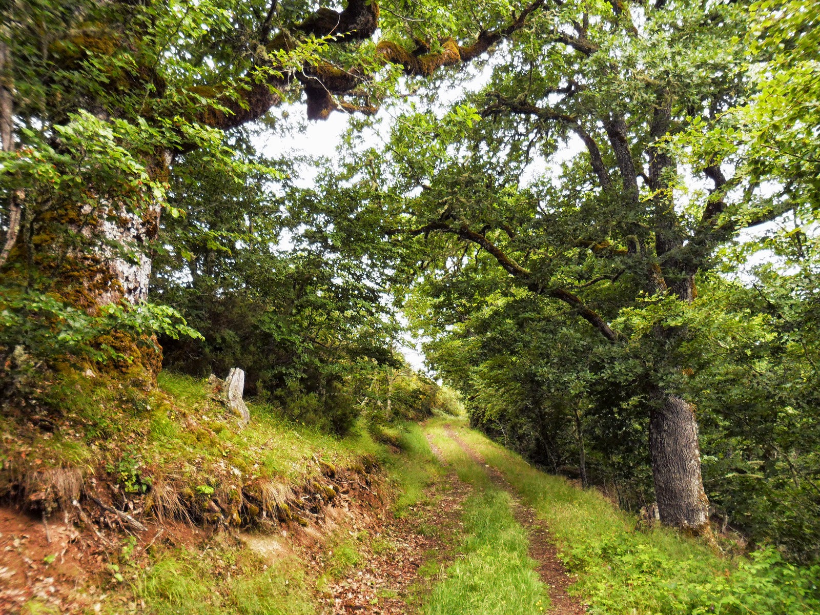 Cumbres de León: julio 2014