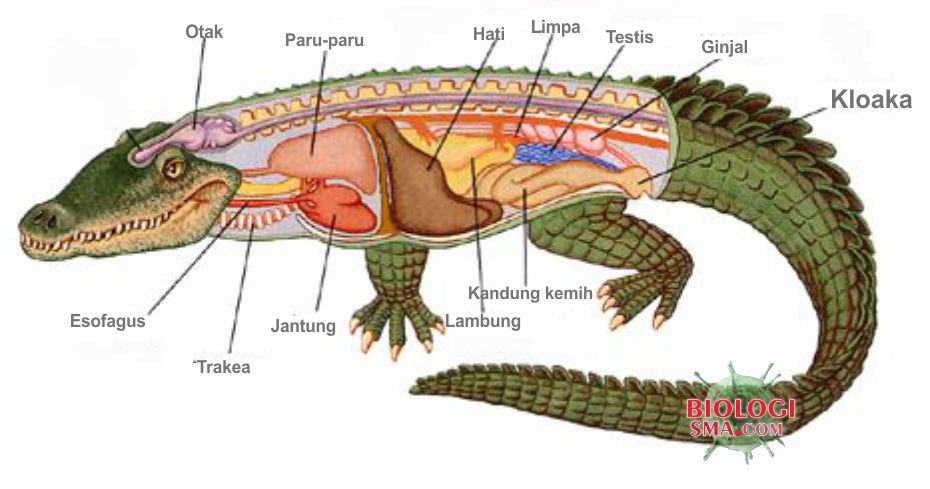 Sistem Ekskresi Pada Hewan - Dunia Biologi