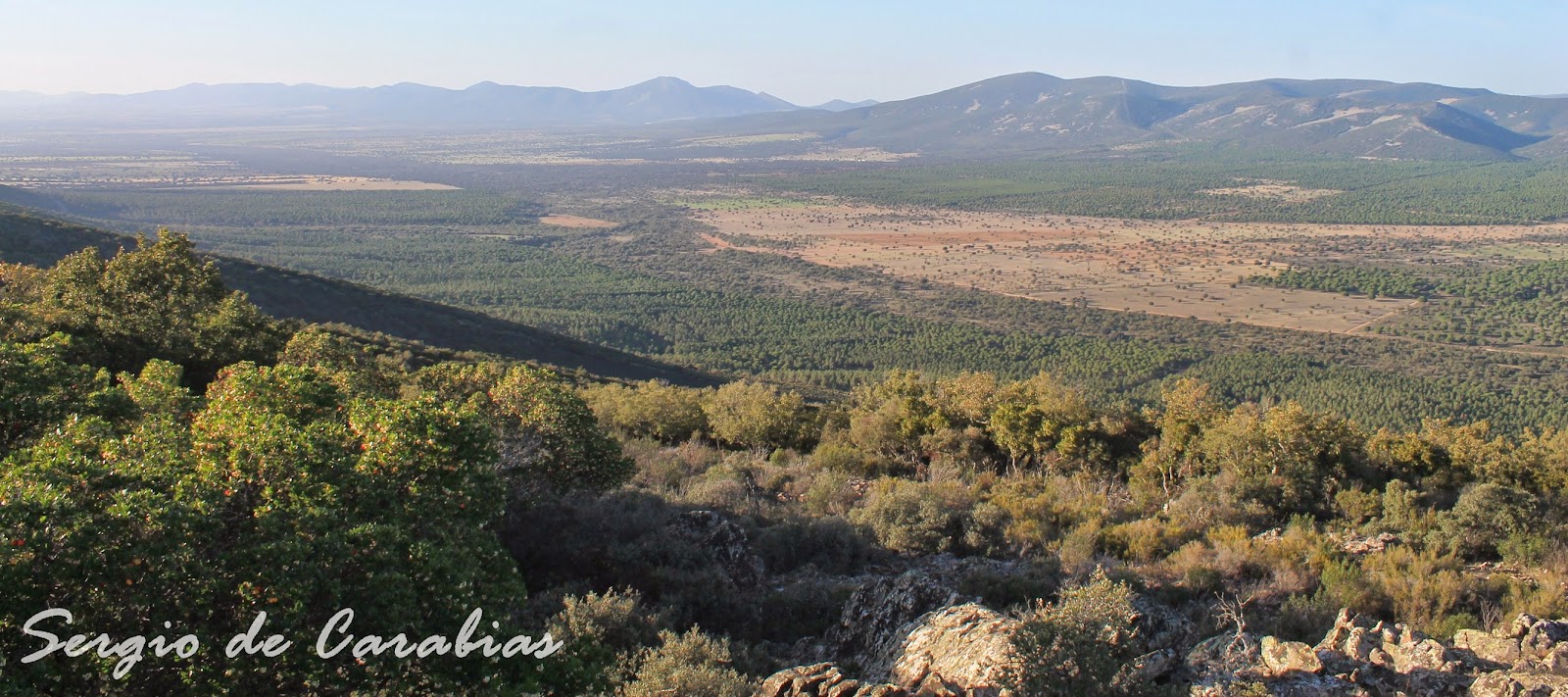 Aprendiz de biólogo y de artista Los ciervos de Quintos de Mora