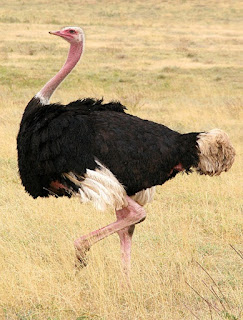 Ostrich-bird