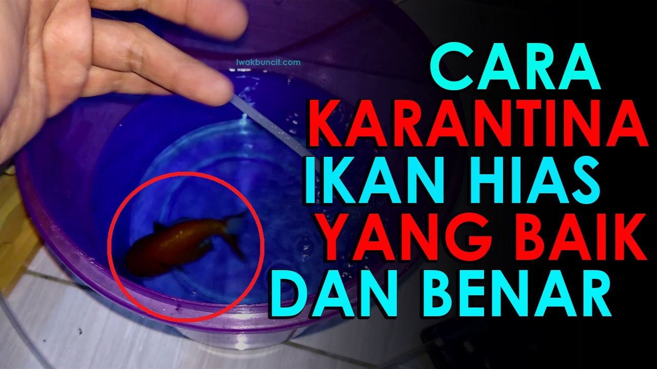 Seperti Inilah Cara Mengkarantina Ikan Hias Mas Koki Yang Baik dan